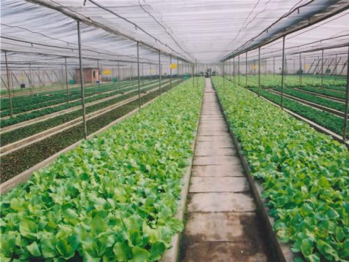 无锡农产品配送什么是抗氧化蔬菜
